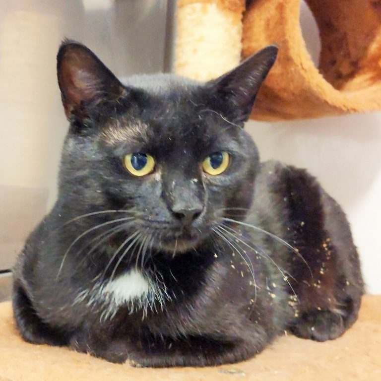 North Attleborough Animal Shelter Pet of the Week