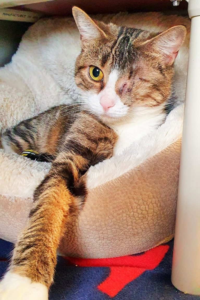 North Attleborough Animal Shelter Pet of the Week