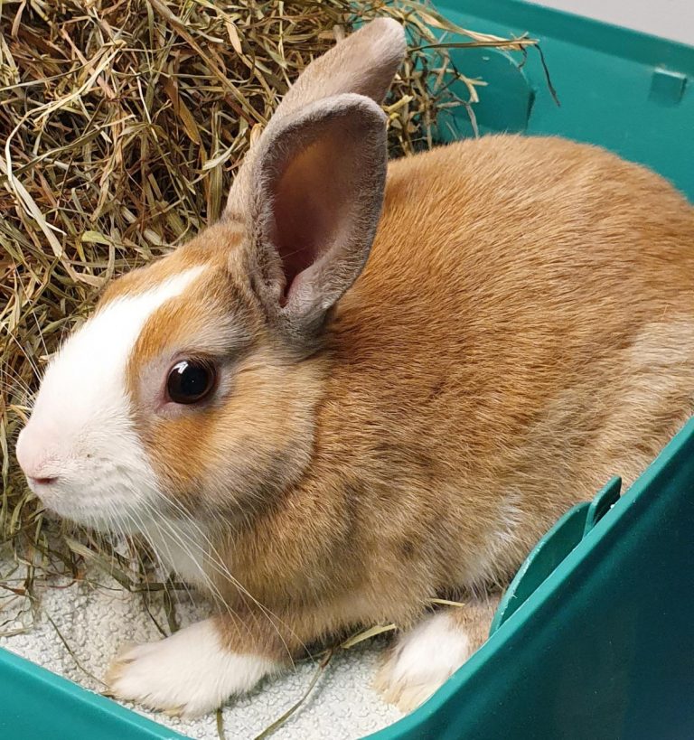 North Attleborough Animal Shelter Pet of the Week
