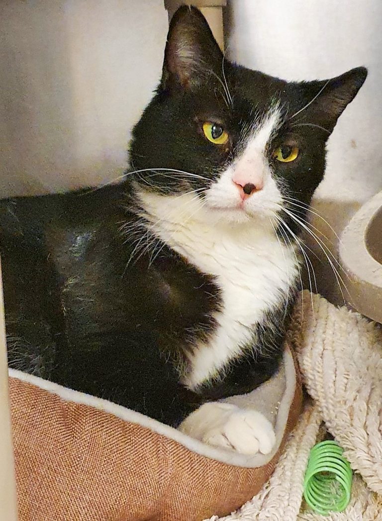 North Attleborough Animal Shelter Pet of the Week