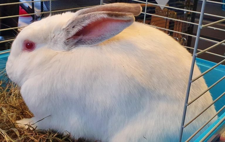 North Attleborough Animal Shelter Pet of the Week