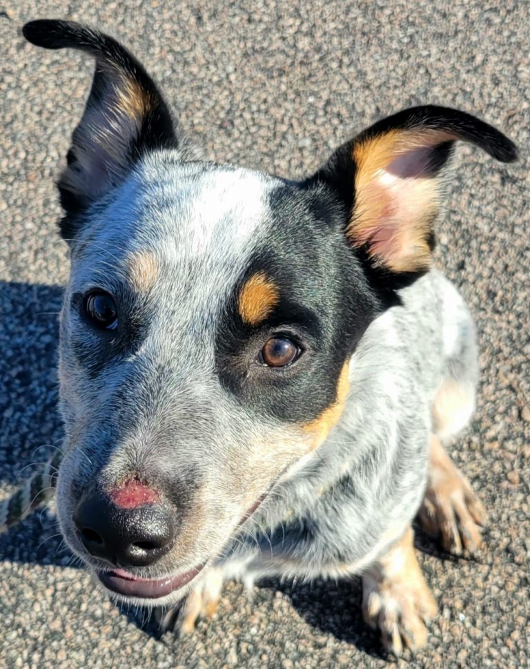 North Attleborough Animal Shelter Pet of the Week