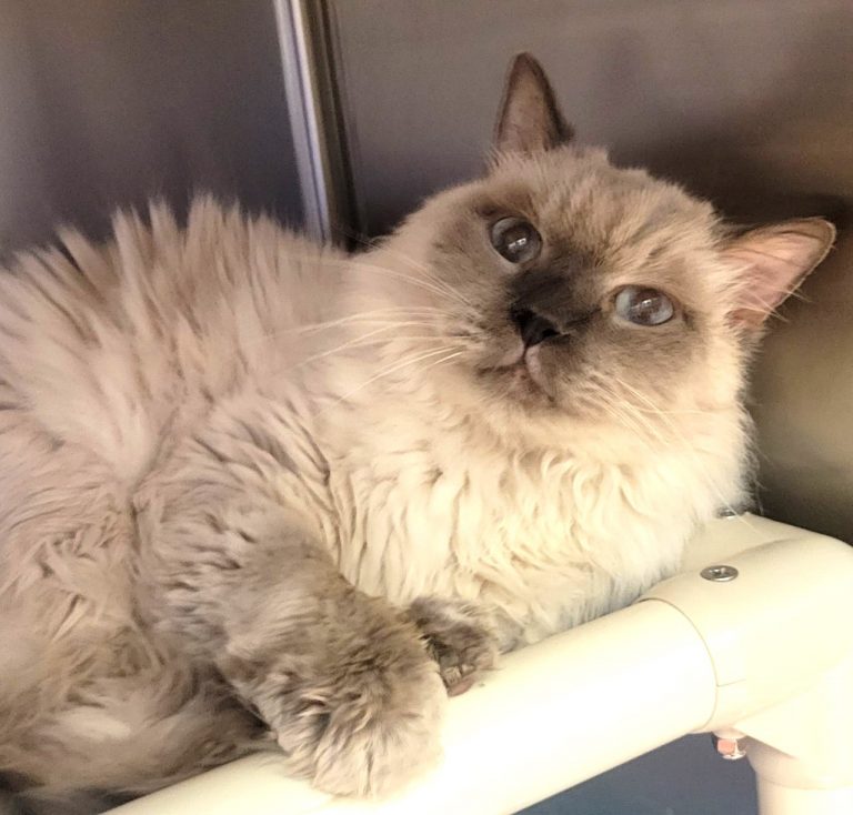 North Attleborough Animal Shelter Pet of the Week-Dusty the Rag Doll