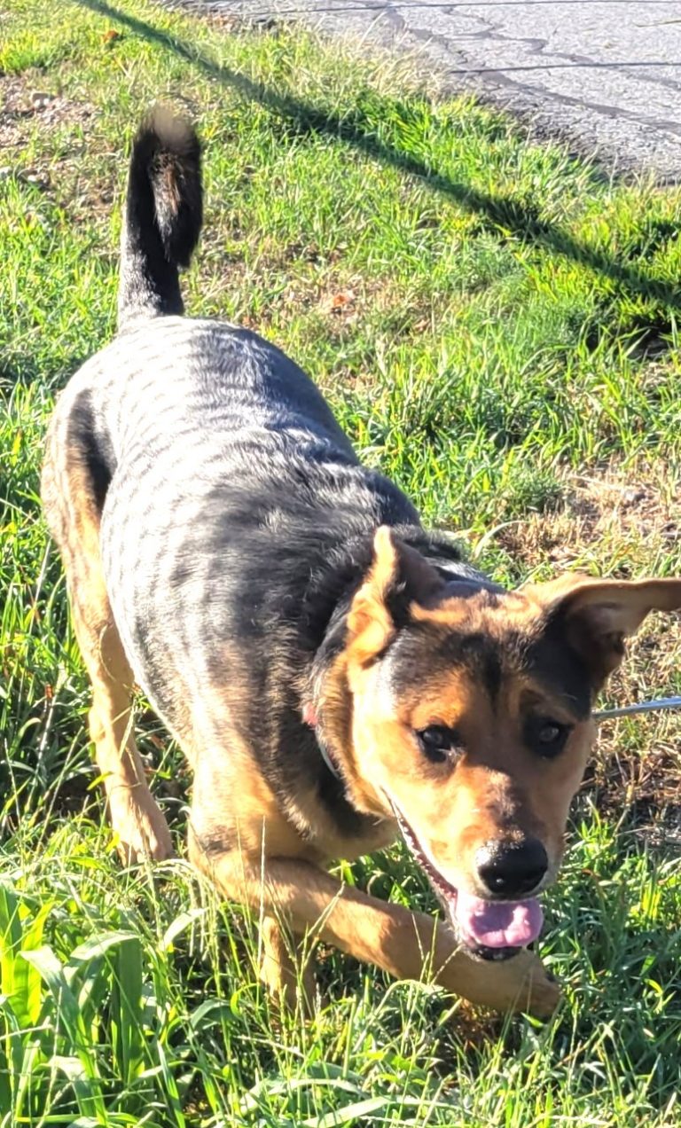 North Attleborough Animal Shelter Pet of the Week-Harley