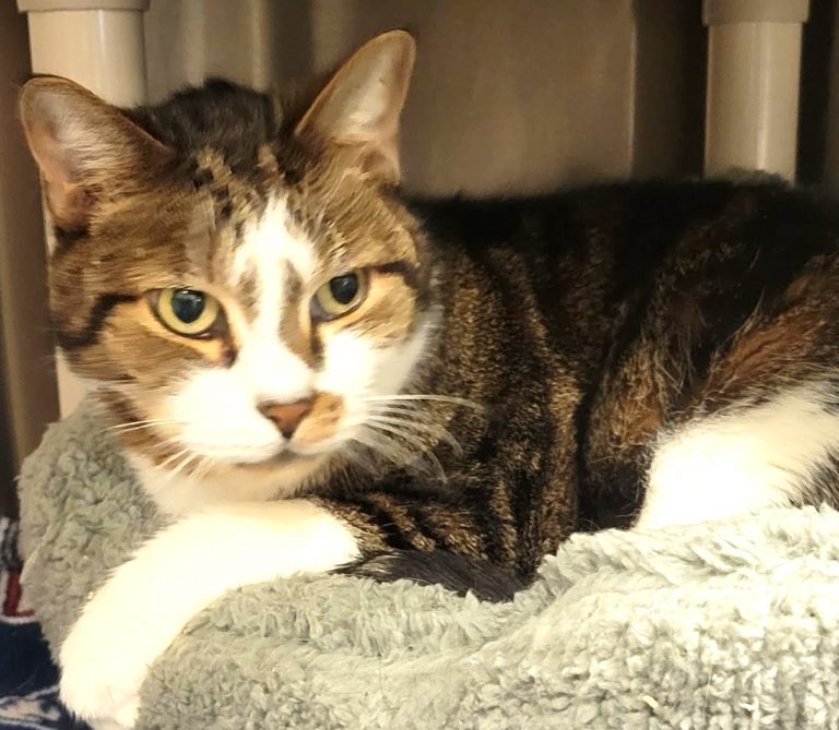 North Attleborough Animal Shelter Pet of the Week-Balou