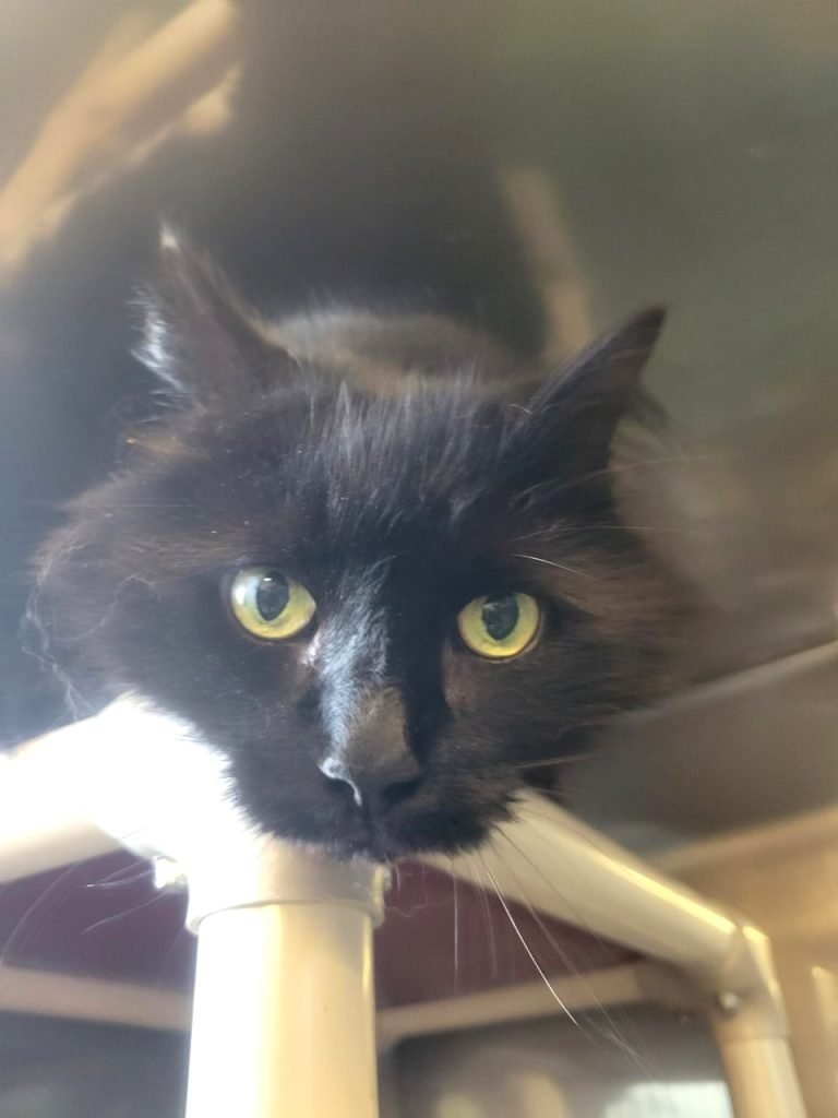 North Attleborough Animal Shelter Pet of the Week