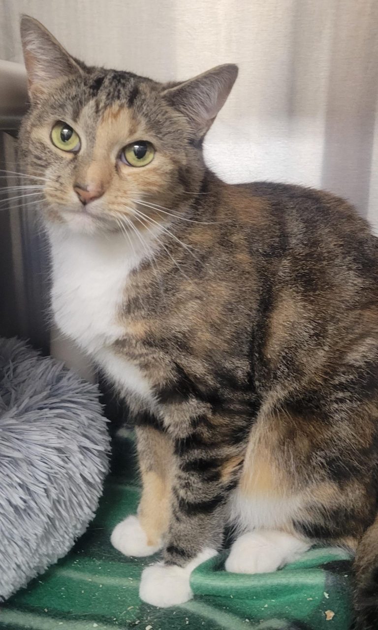 North Attleborough Animal Shelter Pet of the Week: Tiana