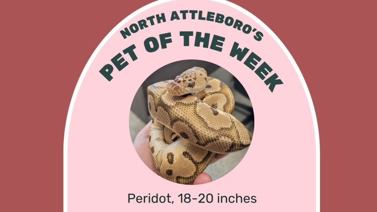 North Attleborough Pet of the Week—Peridot
