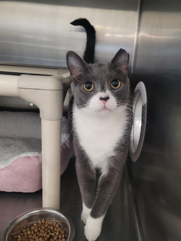 North Attleborough Pet of the Week—Leo