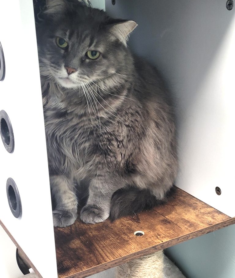North Attleborough Pet of the Week—Glacier
