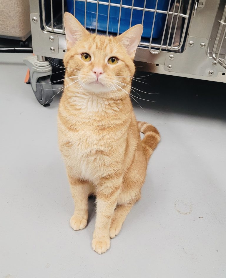 North Attleborough Pet of the Week—Tigger