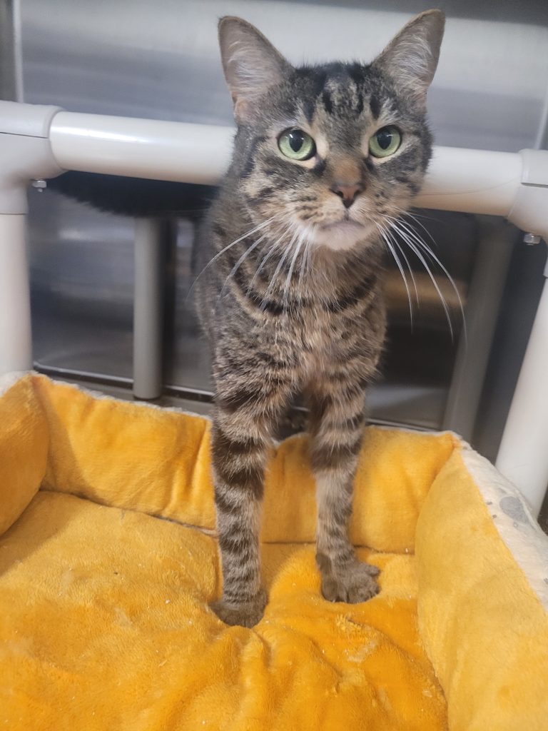 North Attleborough Pet of the Week—Tiger Kitty