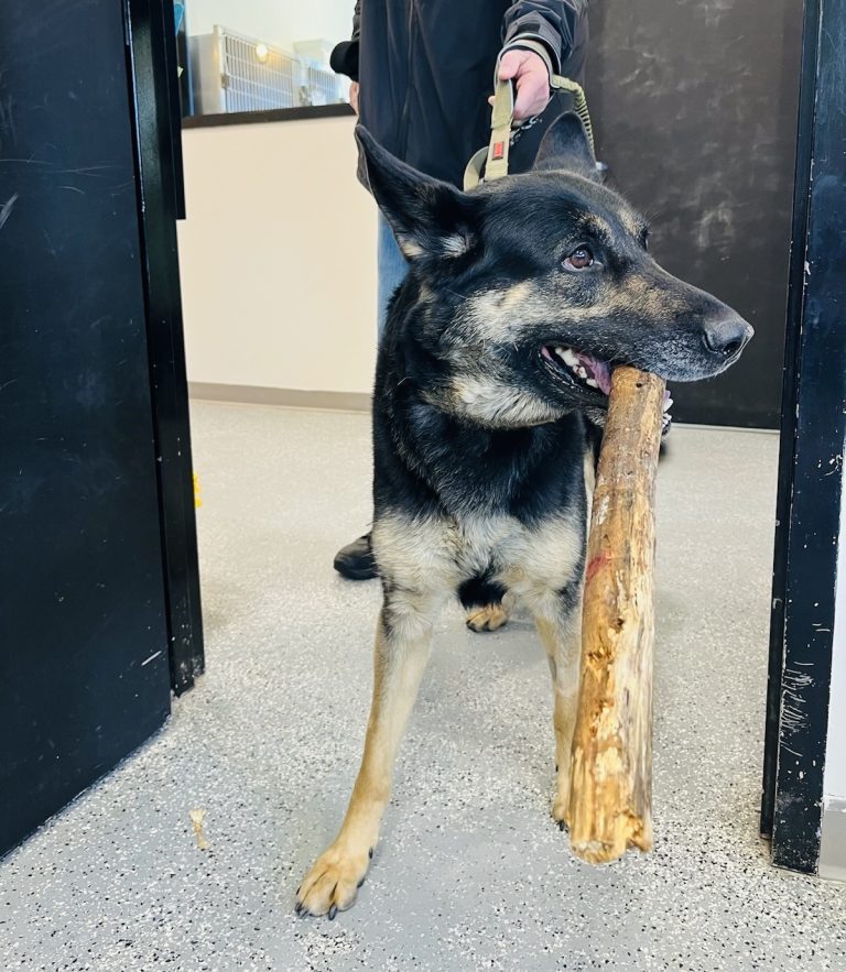 North Attleborough Pet of the Week—Zola