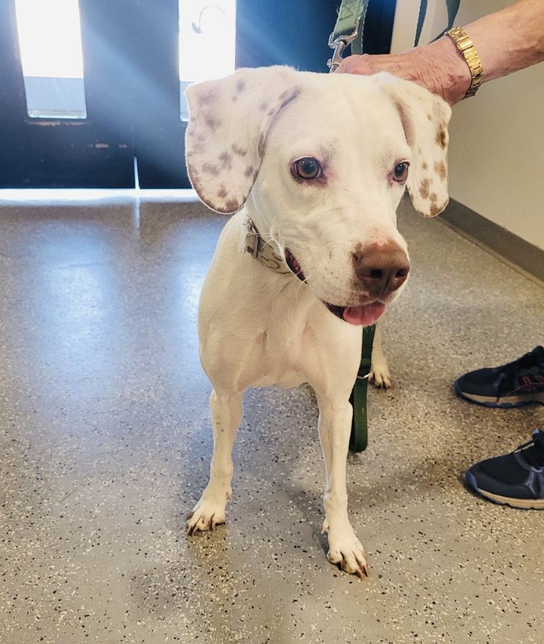 North Attleborough Pet of the Week—Libby