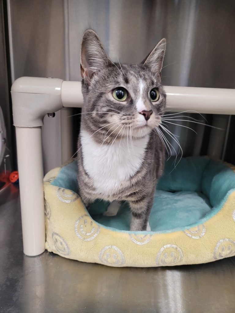 North Attleborough Pet of the Week—Brianna