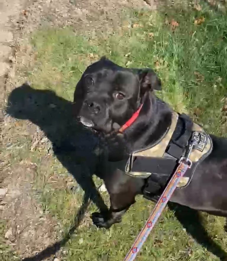 North Attleborough Pet of the Week—Smudge
