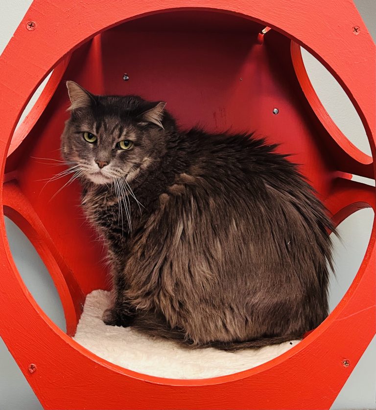 North Attleborough Pet of the Week—Glacier