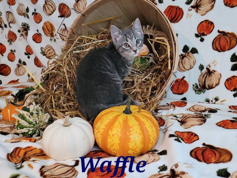 North Attleborough Pet of the Week—Waffle