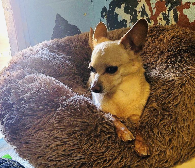 North Attleborough Pet of the Week—Skippy