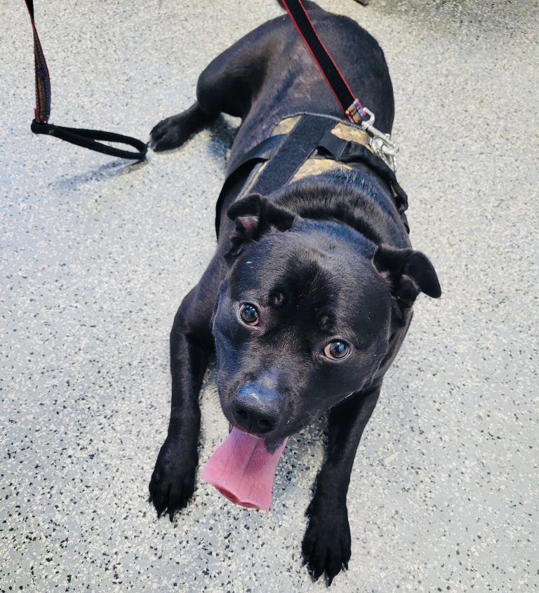 North Attleborough Pet of the Week—Smudge