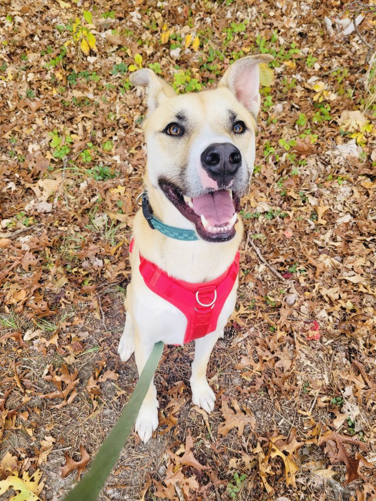 North Attleborough Pet of the Week—Bodie