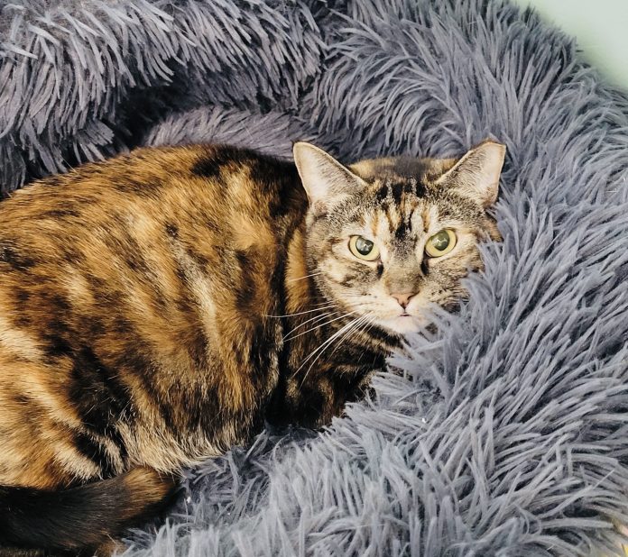 phoNApetofweek_112725