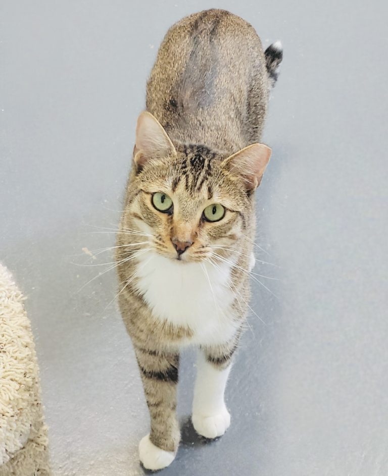 North Attleborough Pet of the Week—Tinsel