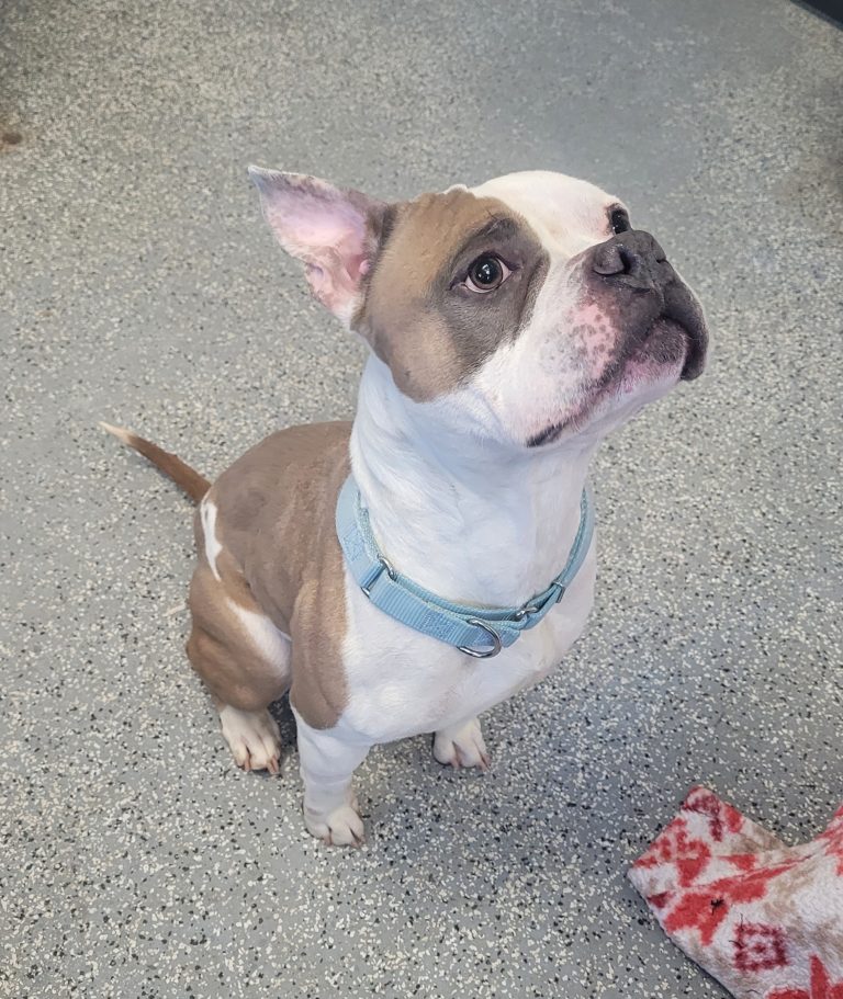 North Attleborough Pet of the Week—Milly