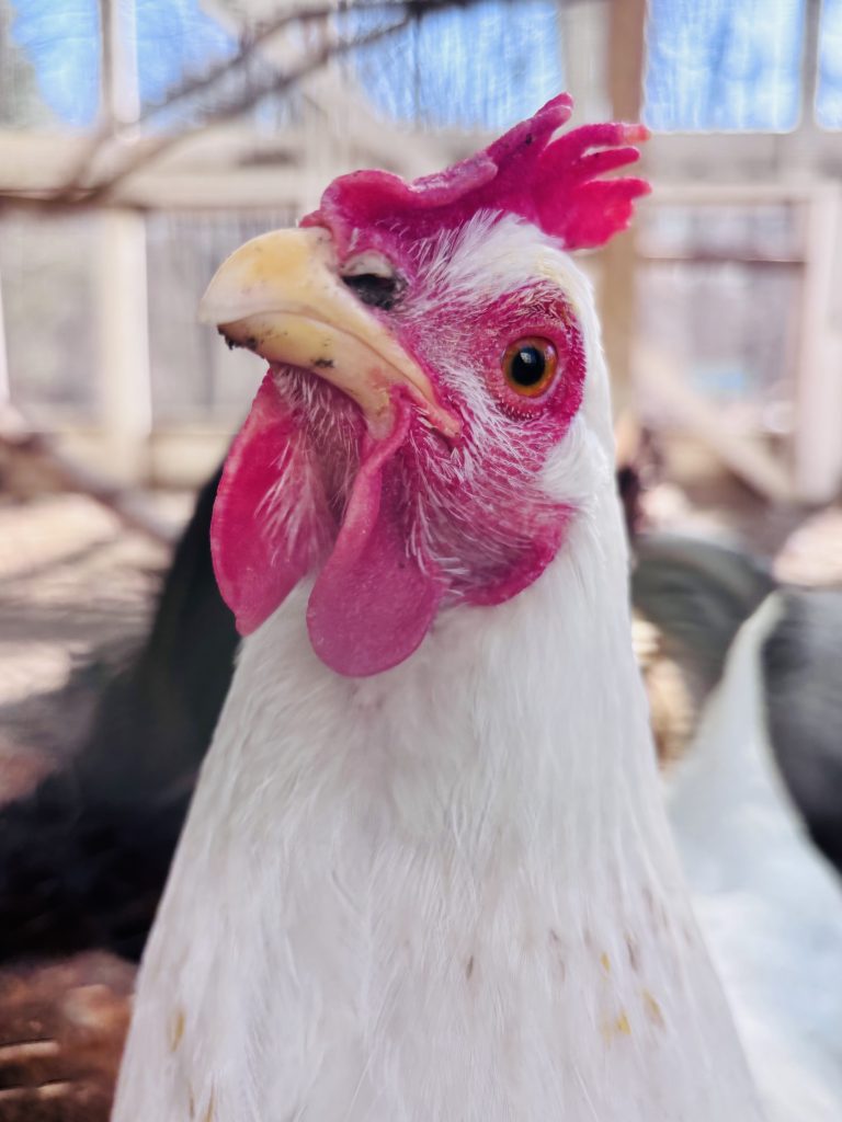 Town Council gives green light to backyard chickens