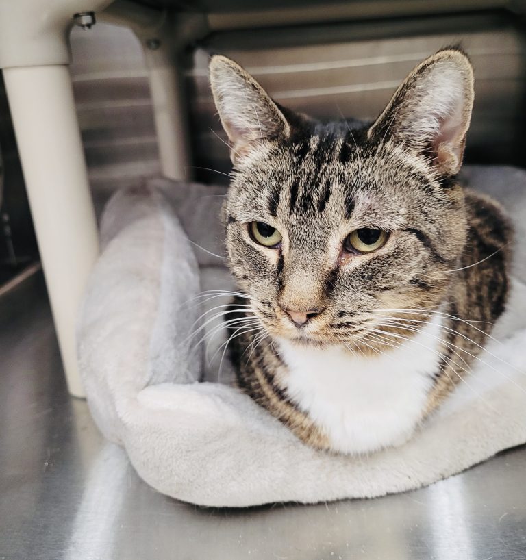 North Attleborough Pet of the Week—Yosemite