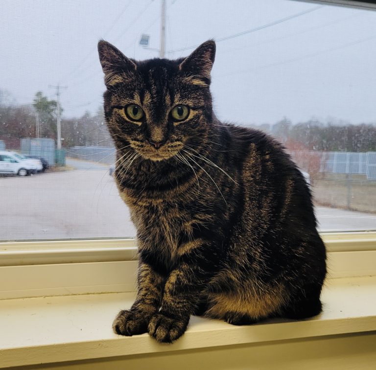 North Attleborough Pet of the Week—Potato