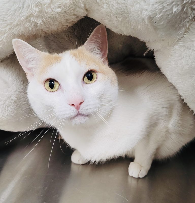 North Attleborough Pet of the Week—Austin
