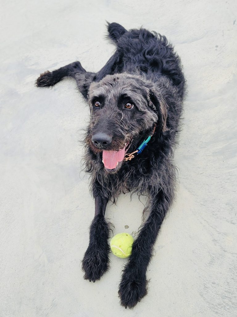 North Attleborough Pet of the Week—Wolfie