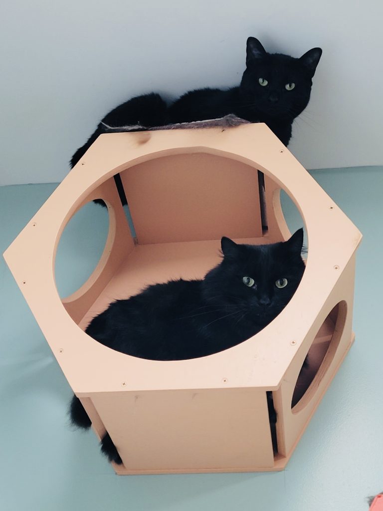 North Attleborough Pet of the Week—Carbon