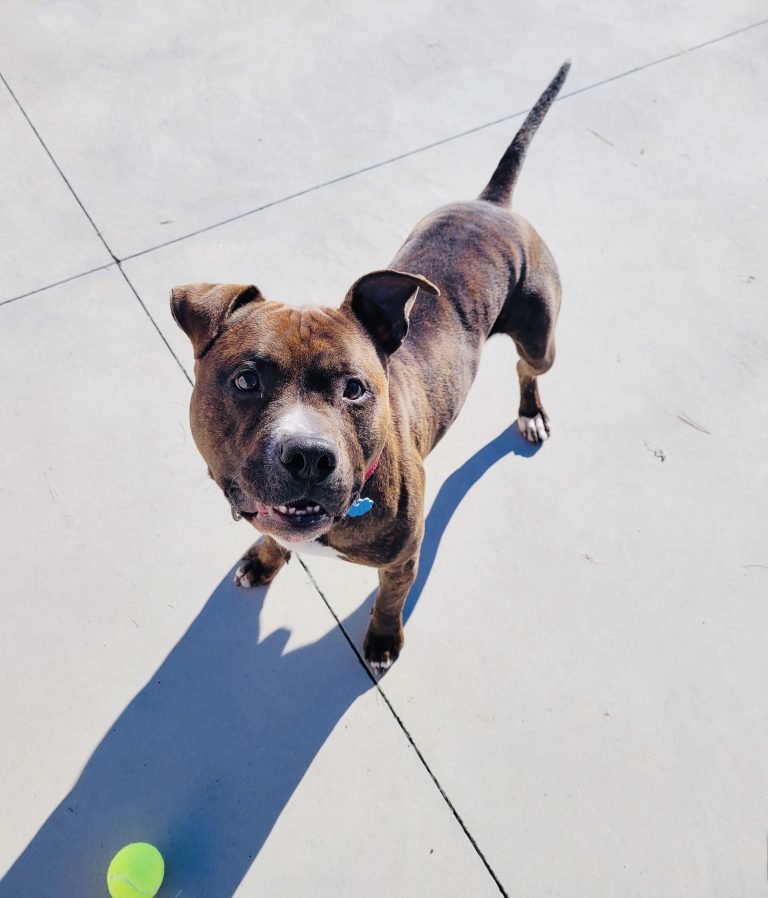North Attleborough Pet of the Week—Zeke
