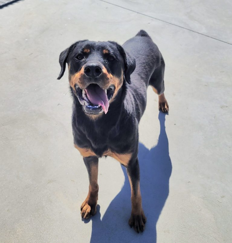 North Attleborough Pet of the Week—Xena