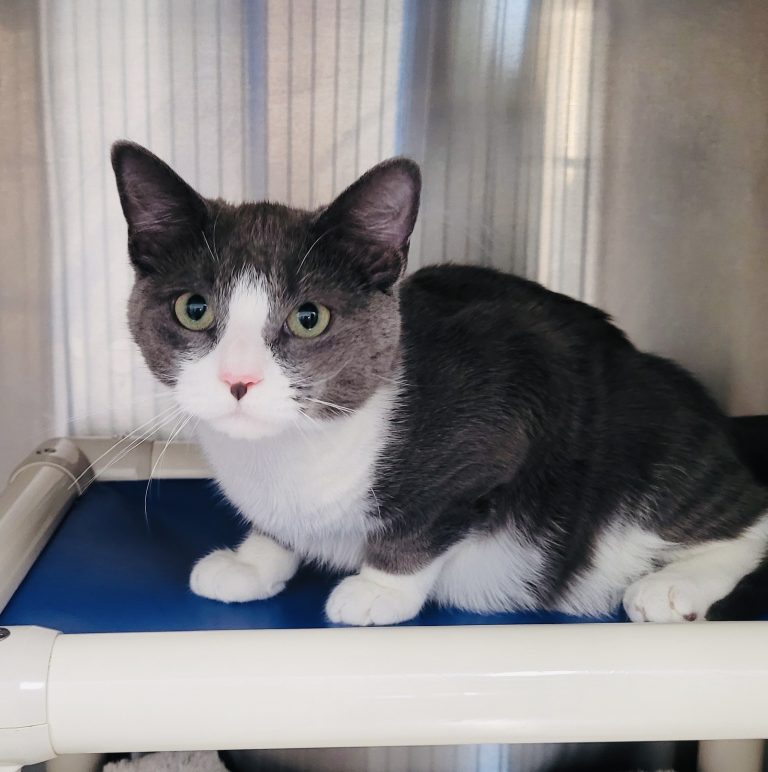 North Attleborough Pet of the Week—Thomas