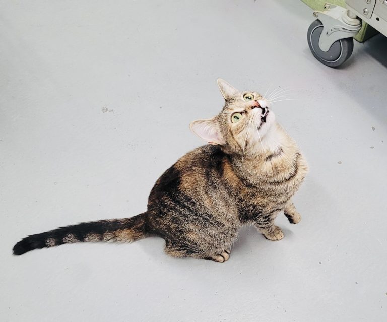 North Attleborough Pet of the Week—Willow