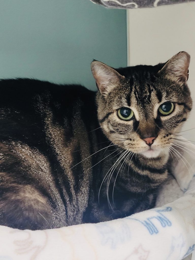 North Attleborough Pet of the Week—Rezza