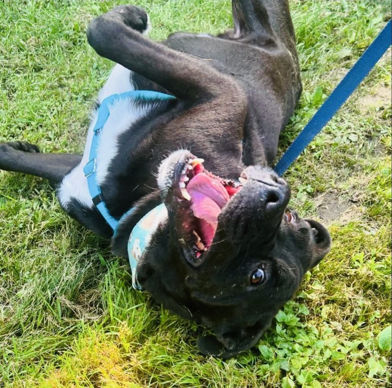 North Attleborough Pet of the Week—Nickerson