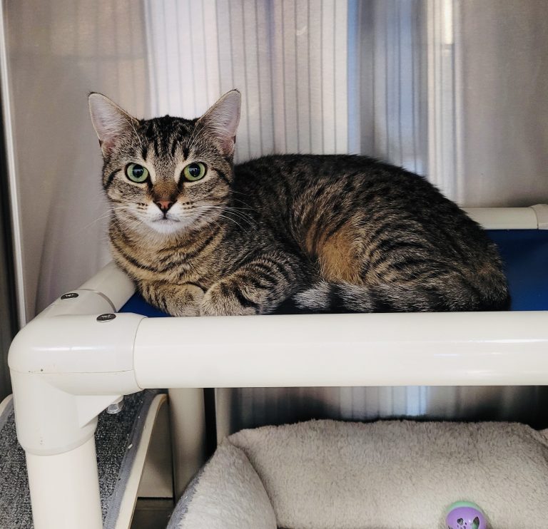 North Attleborough Pet of the Week—Iris