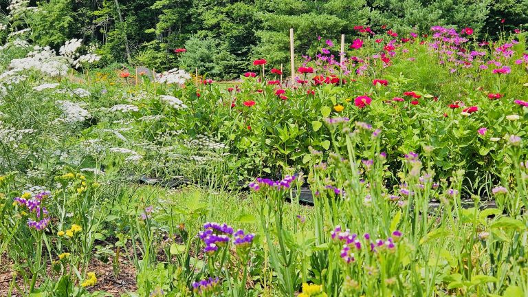 Miller’s Family Farm branches out With pick-your-own flower fields 