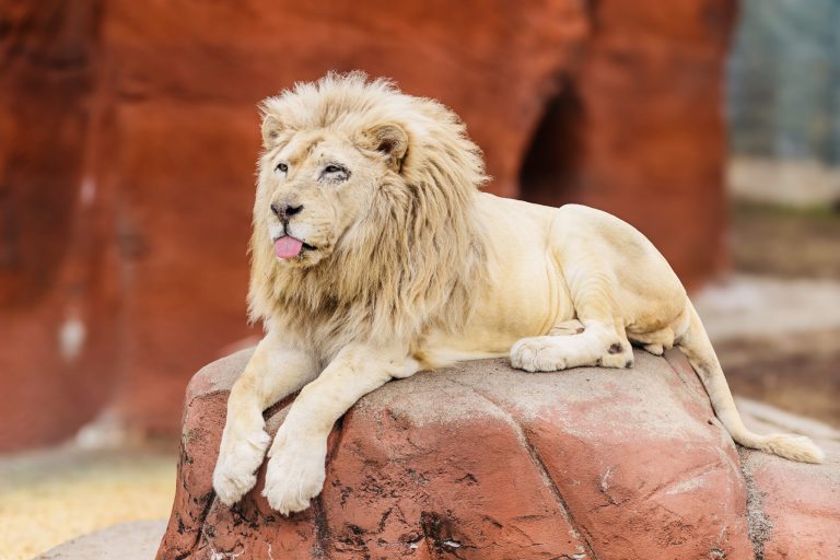 Capron Park Zoo mourns the death of Ramses
