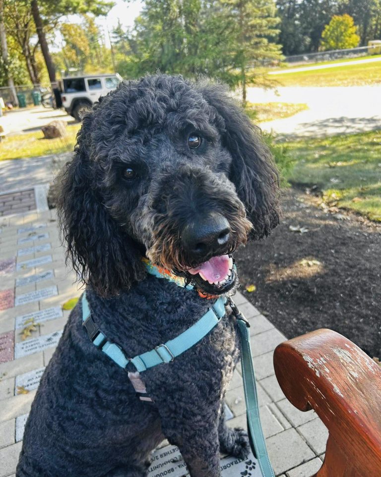Attleboro Pet of the Week—Loki