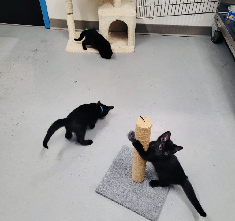 North Attleborough Pet of the Week—Raven, Edgar and Luca