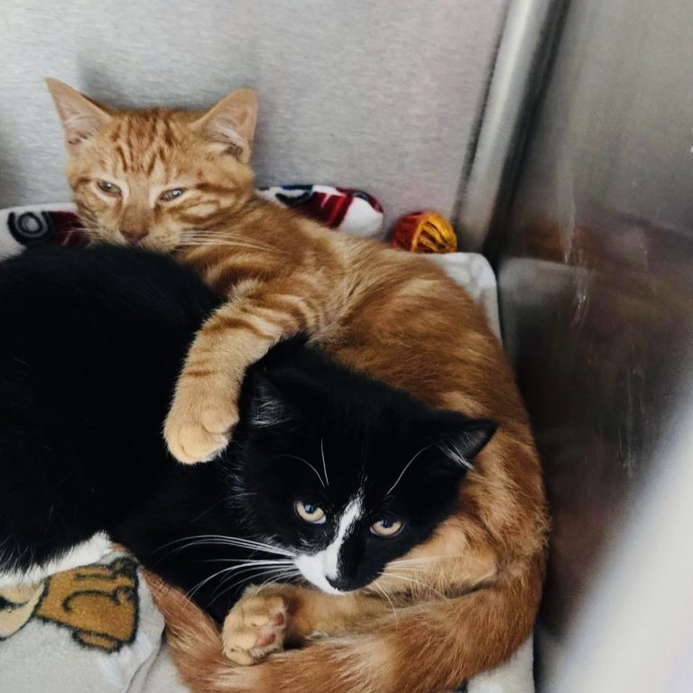 Attleboro Pet of the Week—Bonnie and Clyde