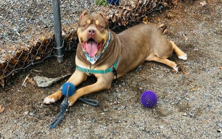 Attleboro Pet of the Week—Halo