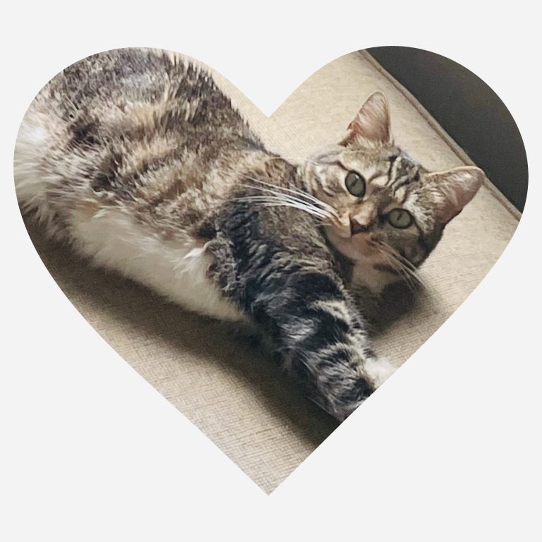 Angelcat Haven Feline Rescue Pet of the Week-Wilma