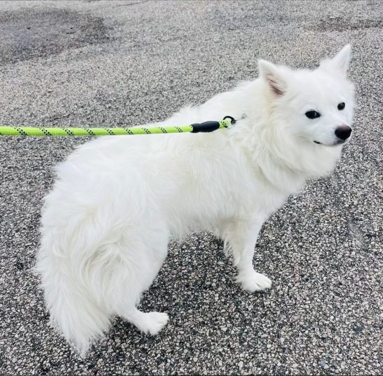 North Attleborough Pet of the Week—Winston