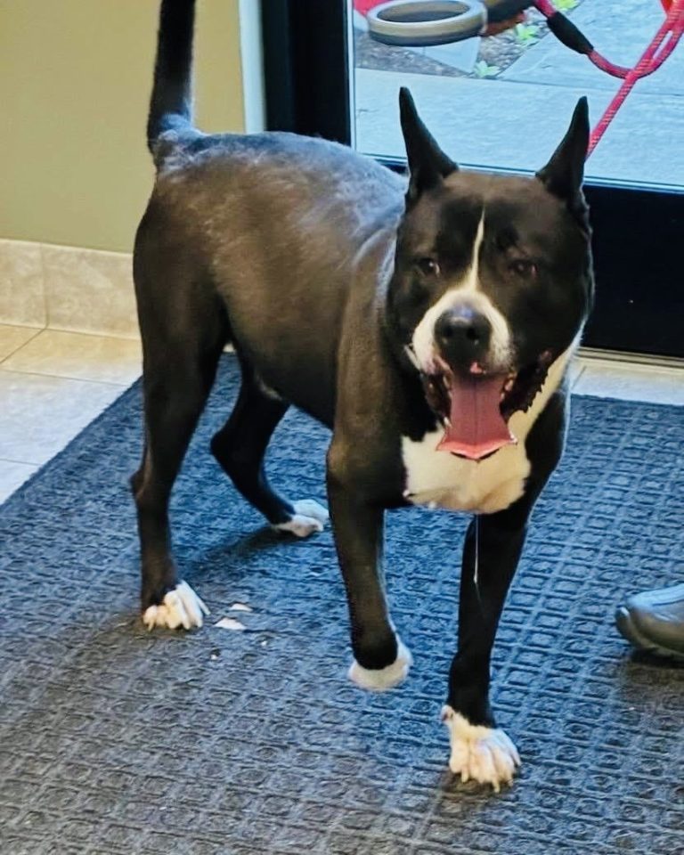 Attleboro Pet of the Week—Titus